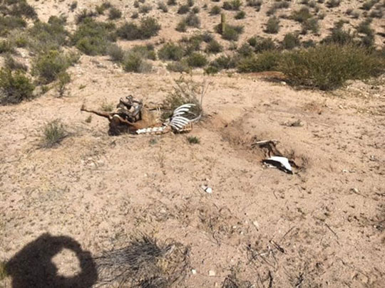 Picture of the skeleton of a dead horse in the middle on the wild