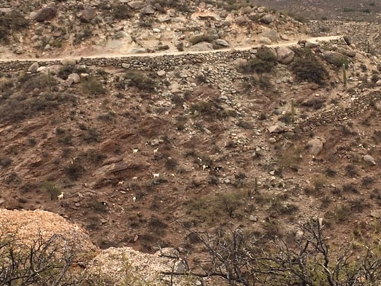 Picture of Argentinian arid terrain.