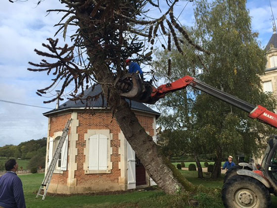 Rotted trees are cut down on Bill’s countryside estate